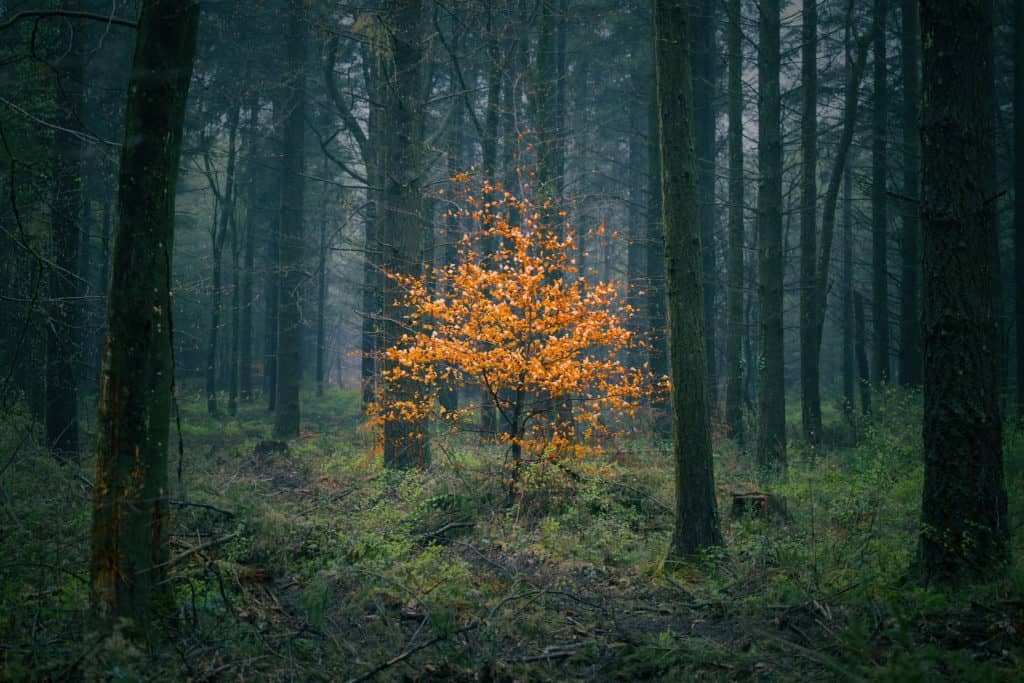 Autumn tree in woods