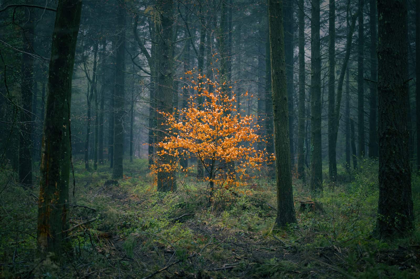 Autumn tree in woods