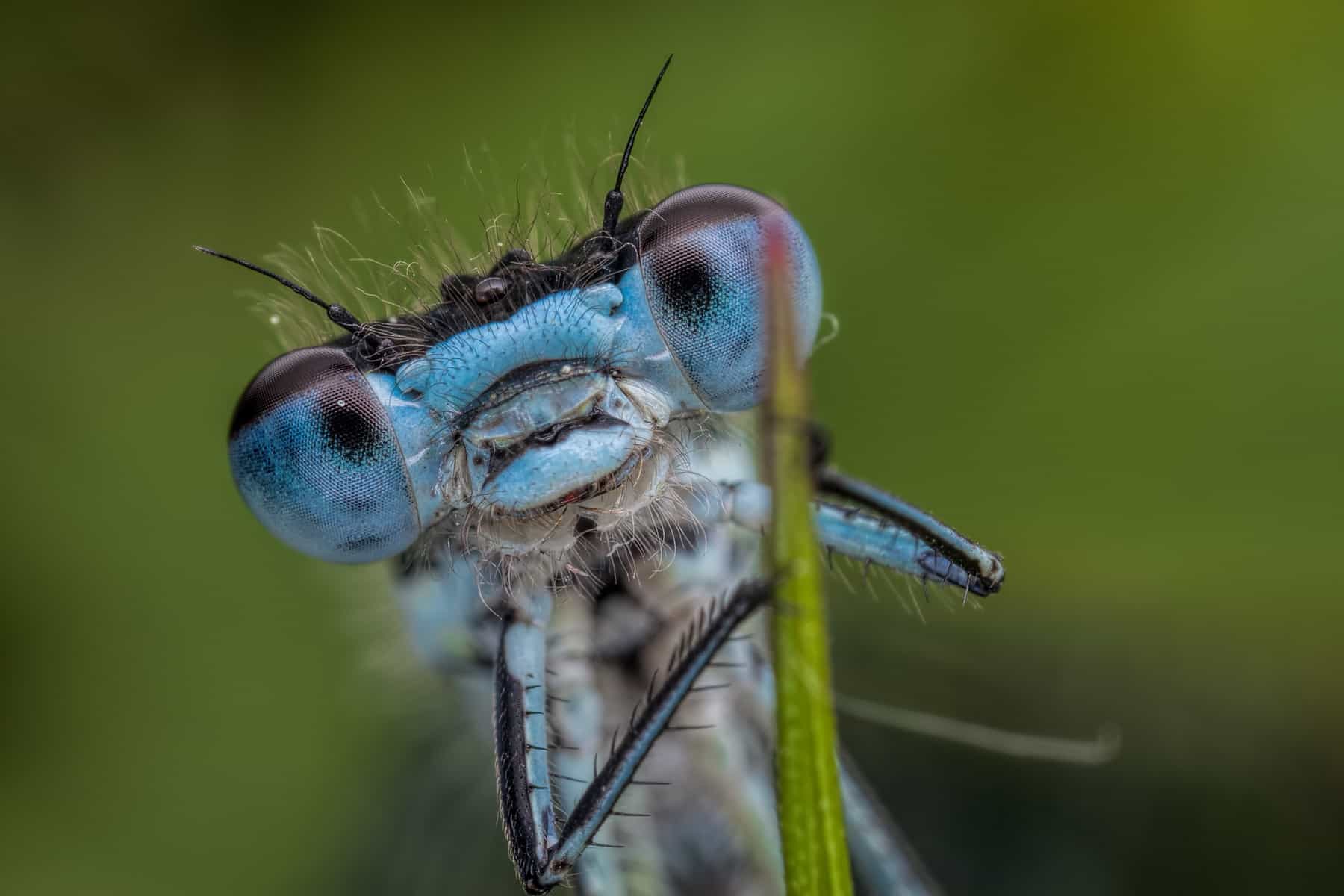 Up close image of an Azure Damselfly