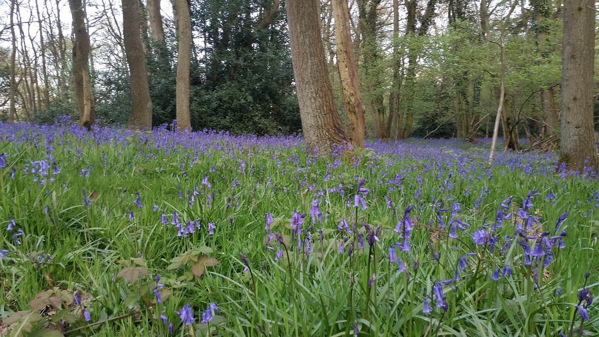 bluebells in woodland