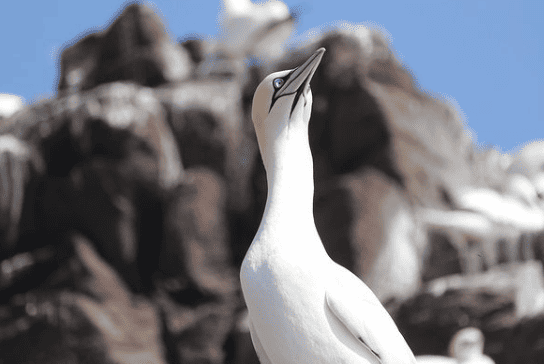 Sea bird looking up