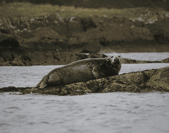 Seal on a rock