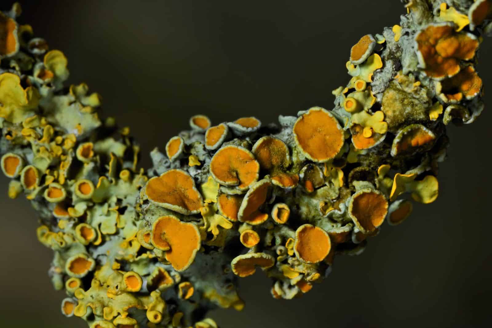Close up of Lichen on bark