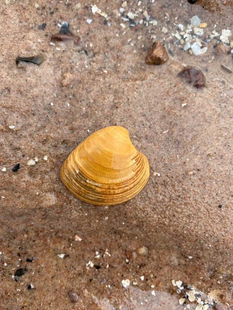 Banded carpet shell