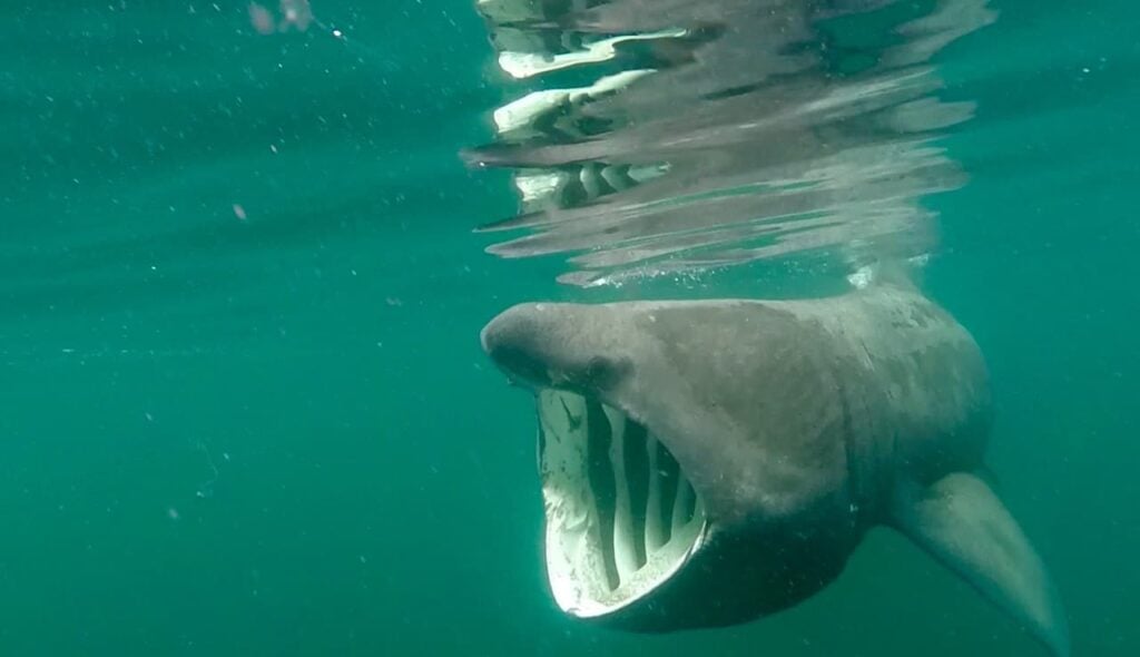 Basking Shark