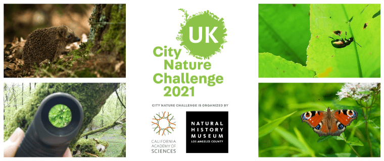 City Nature Challenge 2021 banner with four images of wildlife. The banner includes the Natural History Museum logo. 