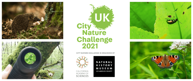City Nature Challenge 2021 banner with four images of wildlife. The banner includes the Natural History Museum logo.