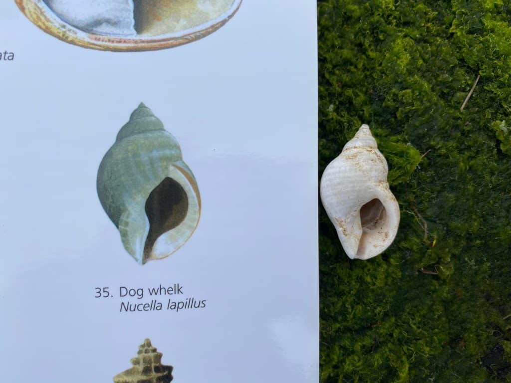 Identifying Dog Whelk