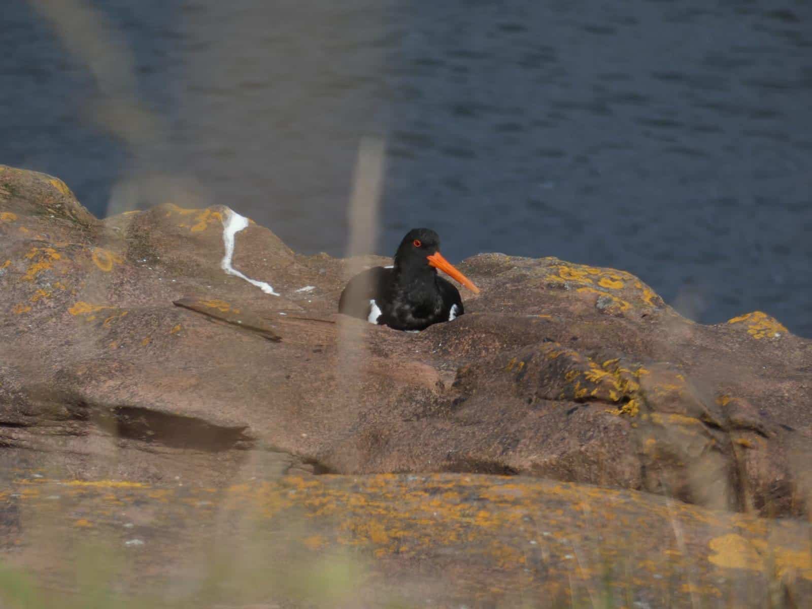 Oystercatcher Jenny Pearson