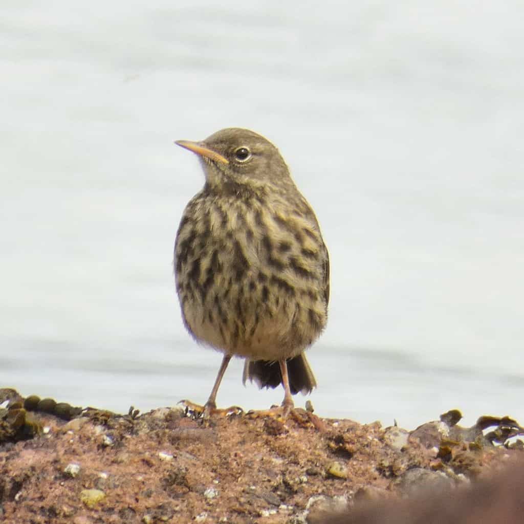 Rock pipit Jenny Pearson