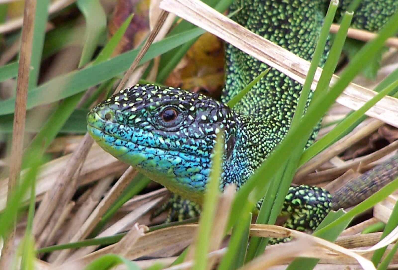 Green lizard in grass