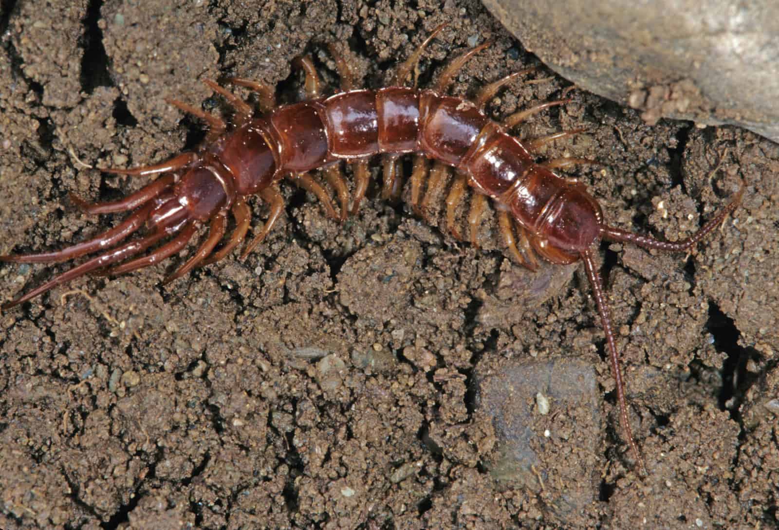 Centipede on earth