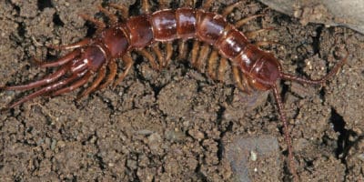 Centipede on earth