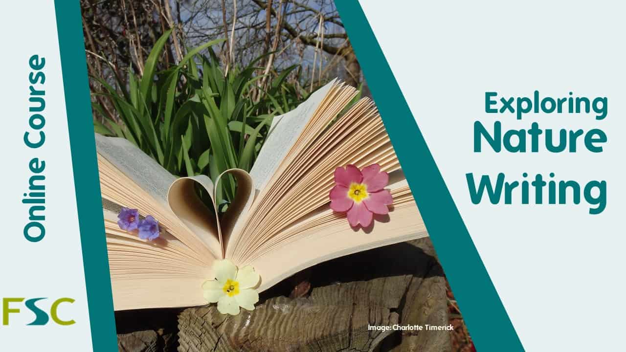 Describing nature essay image