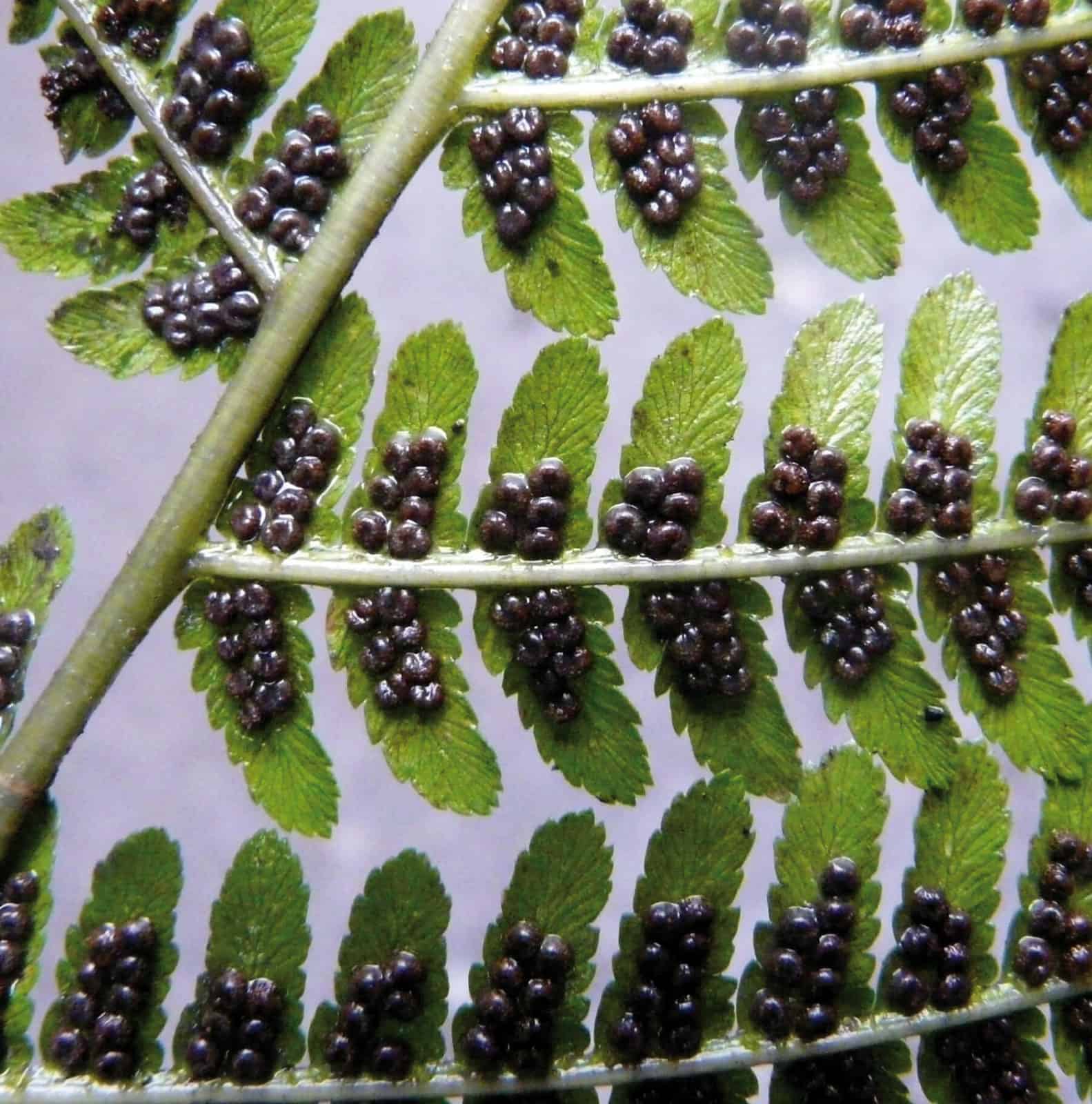 Close up of under fern leaves with spores easily seen