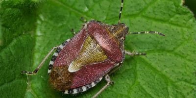 shield bug on a leaf