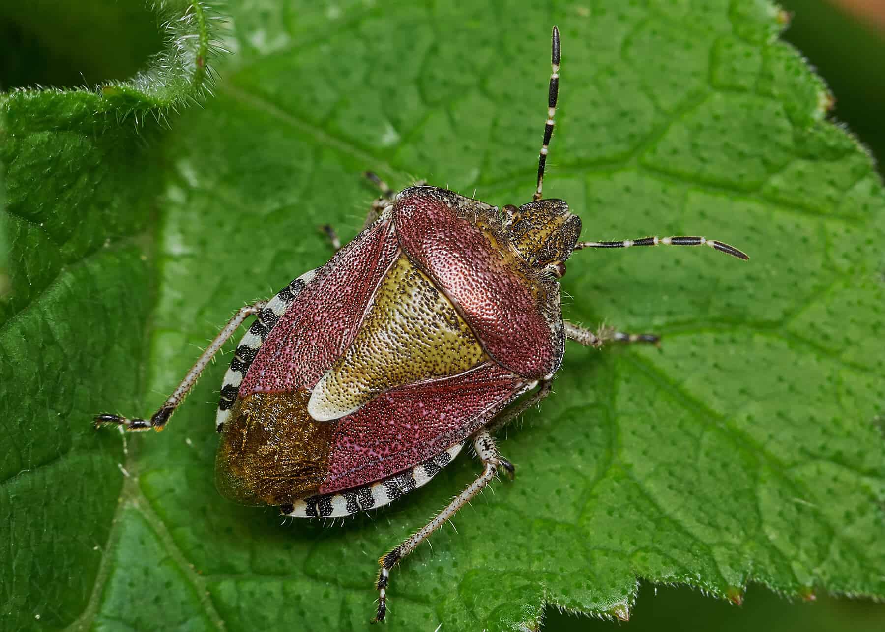 shield bug on a leaf