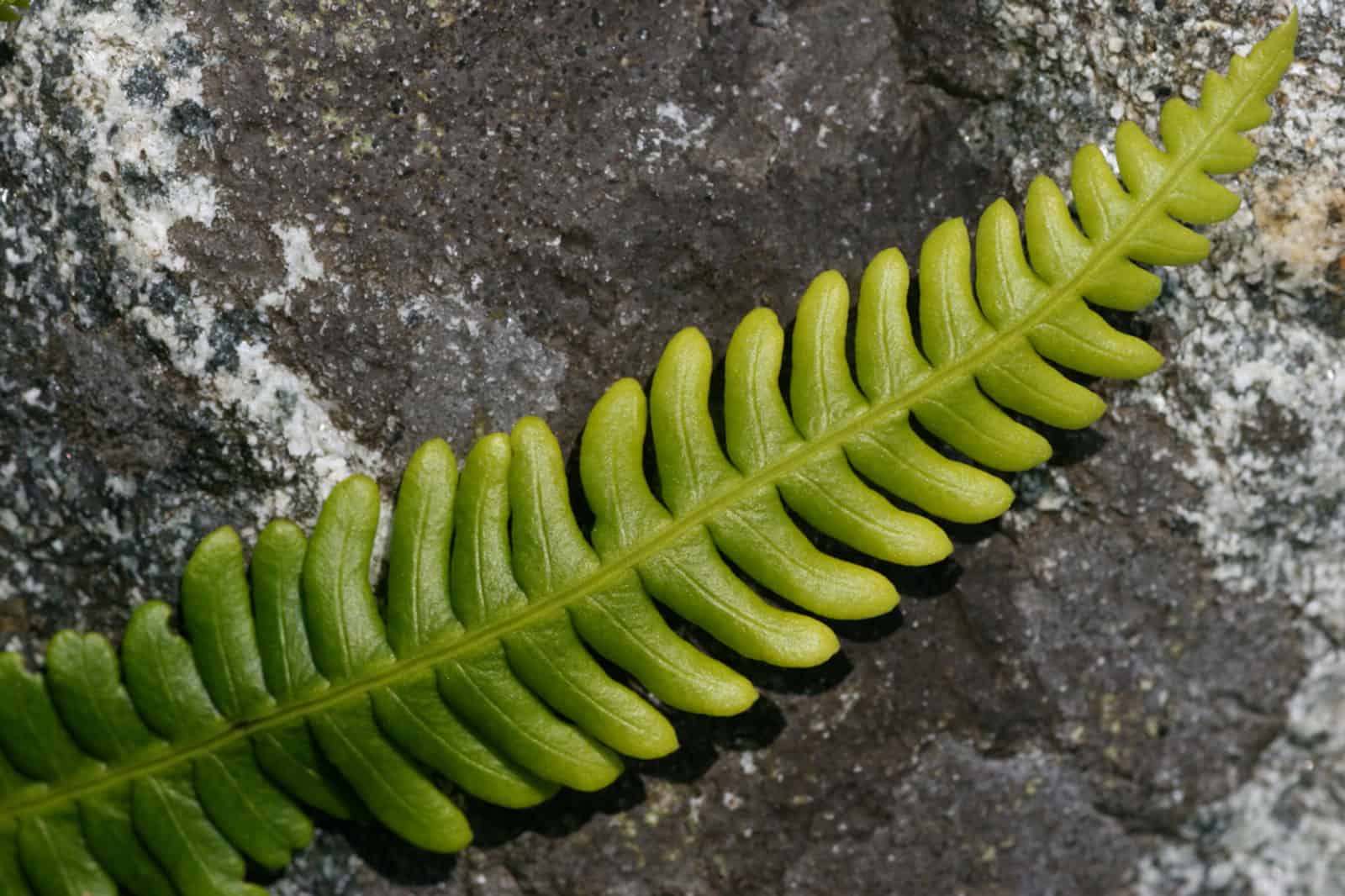 Hard fern on a rock