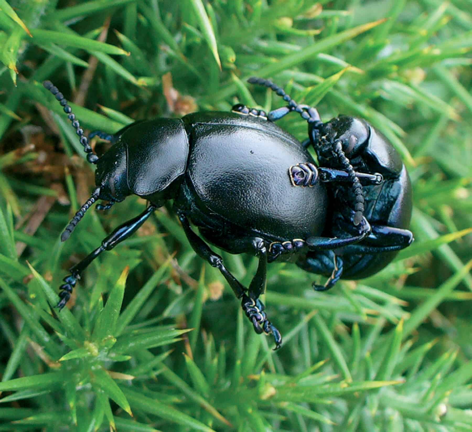 A leaf beetle in the grass