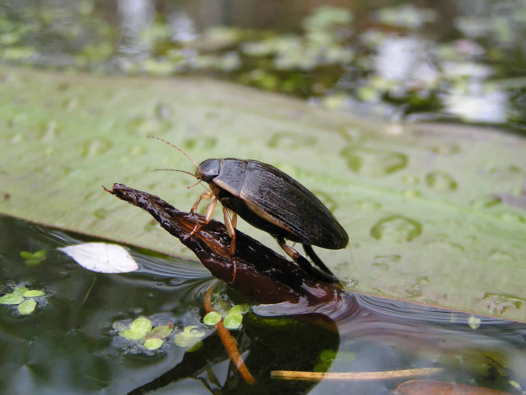 Diving beetle resting on a log