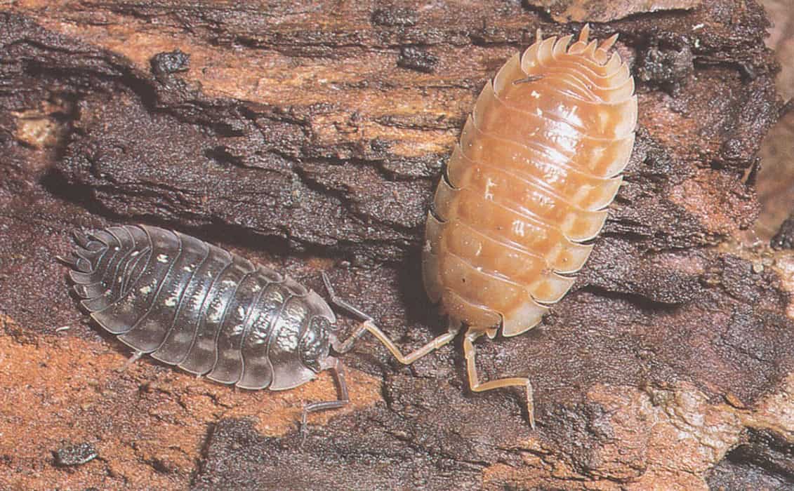 Woodlice AIDGAP Identification Key PaperbackField Studies Council