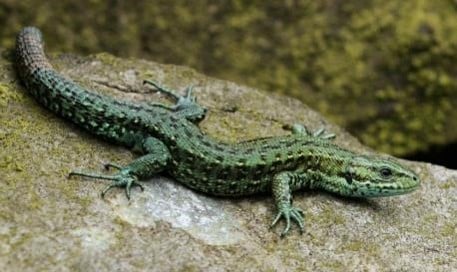 Common lizard on rocks