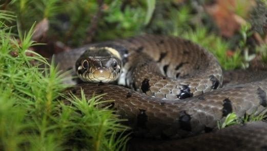 Hiding grass snake in the shadows