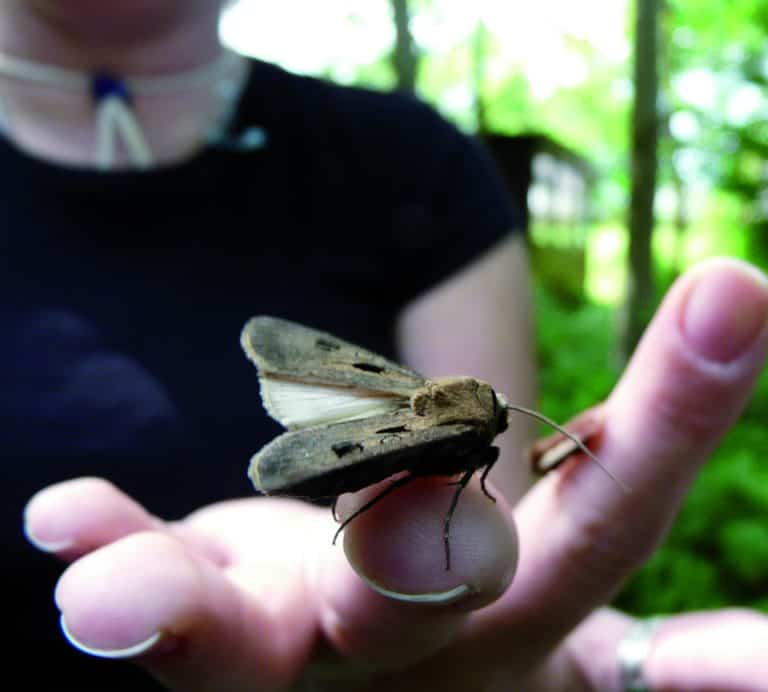 Moth on hand