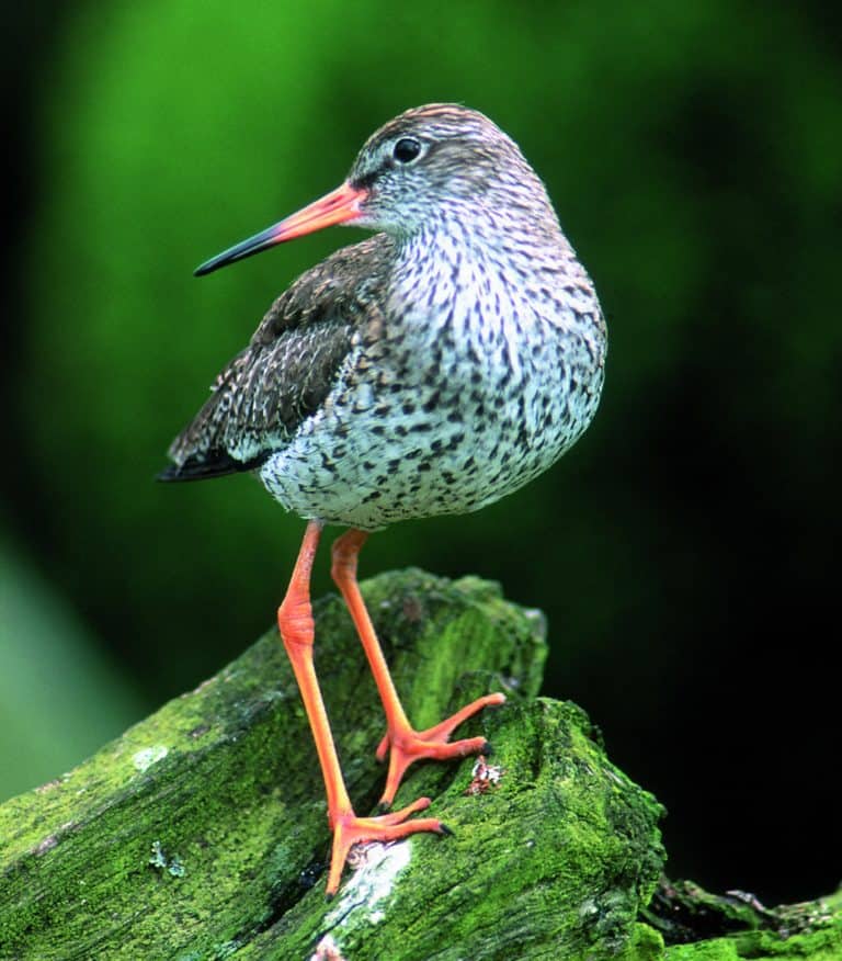 Bird on wood in Slapton Ley woodland