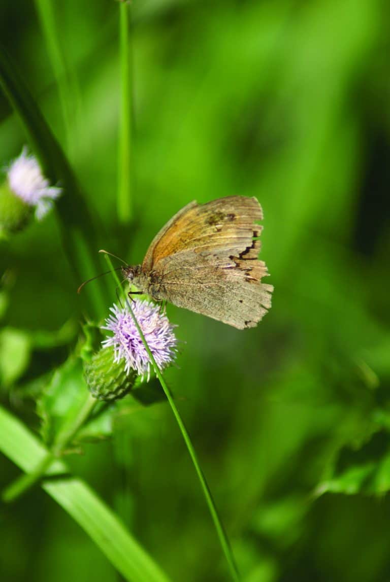 Photo of a moth taken on a Natural History course at FSC Flatford Mil