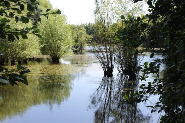 Freshwater at FSC Flatford Mill