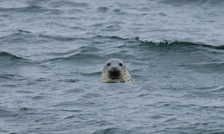 Seal looking into the camera from the sea