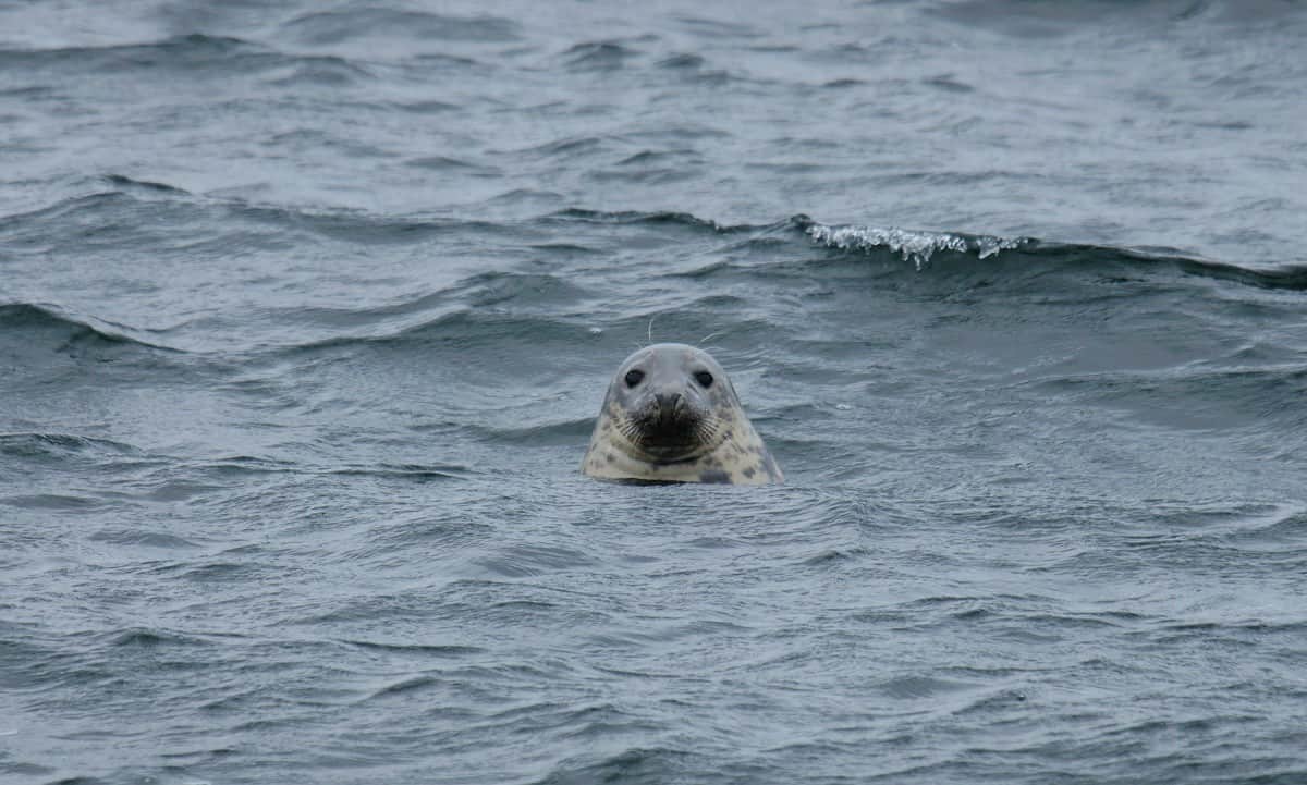 Seal looking into the camera from the sea