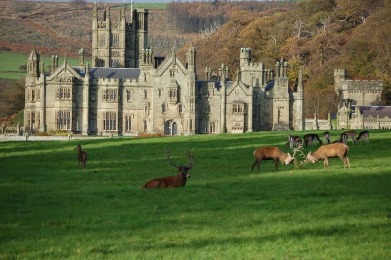 Deer in Margam Park