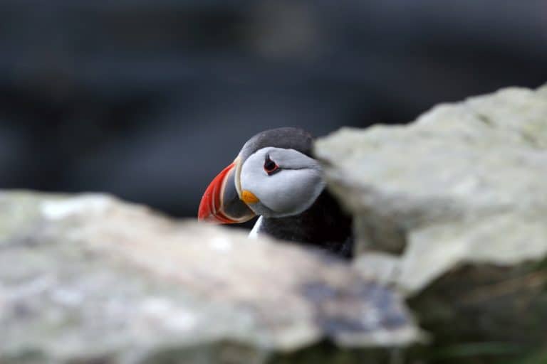 Puffin head