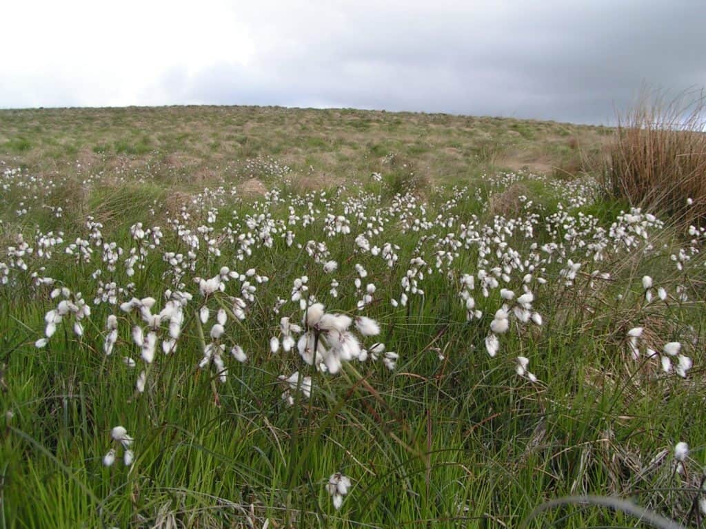 Rivington Moor