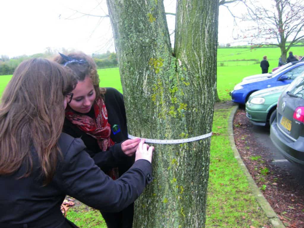 Measuring tree circumference