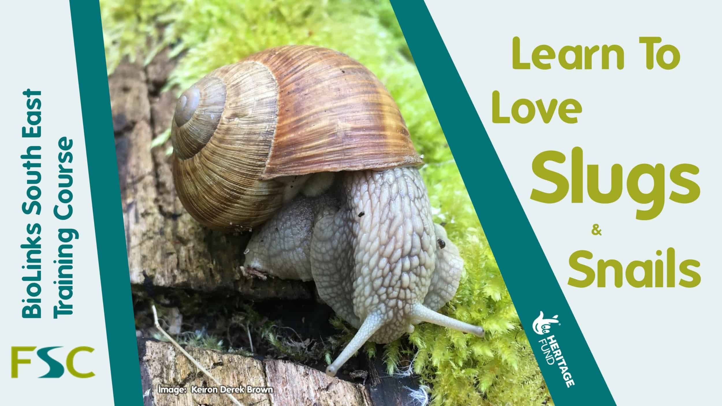 Learn to Love Slugs and Snails Field Studies Council