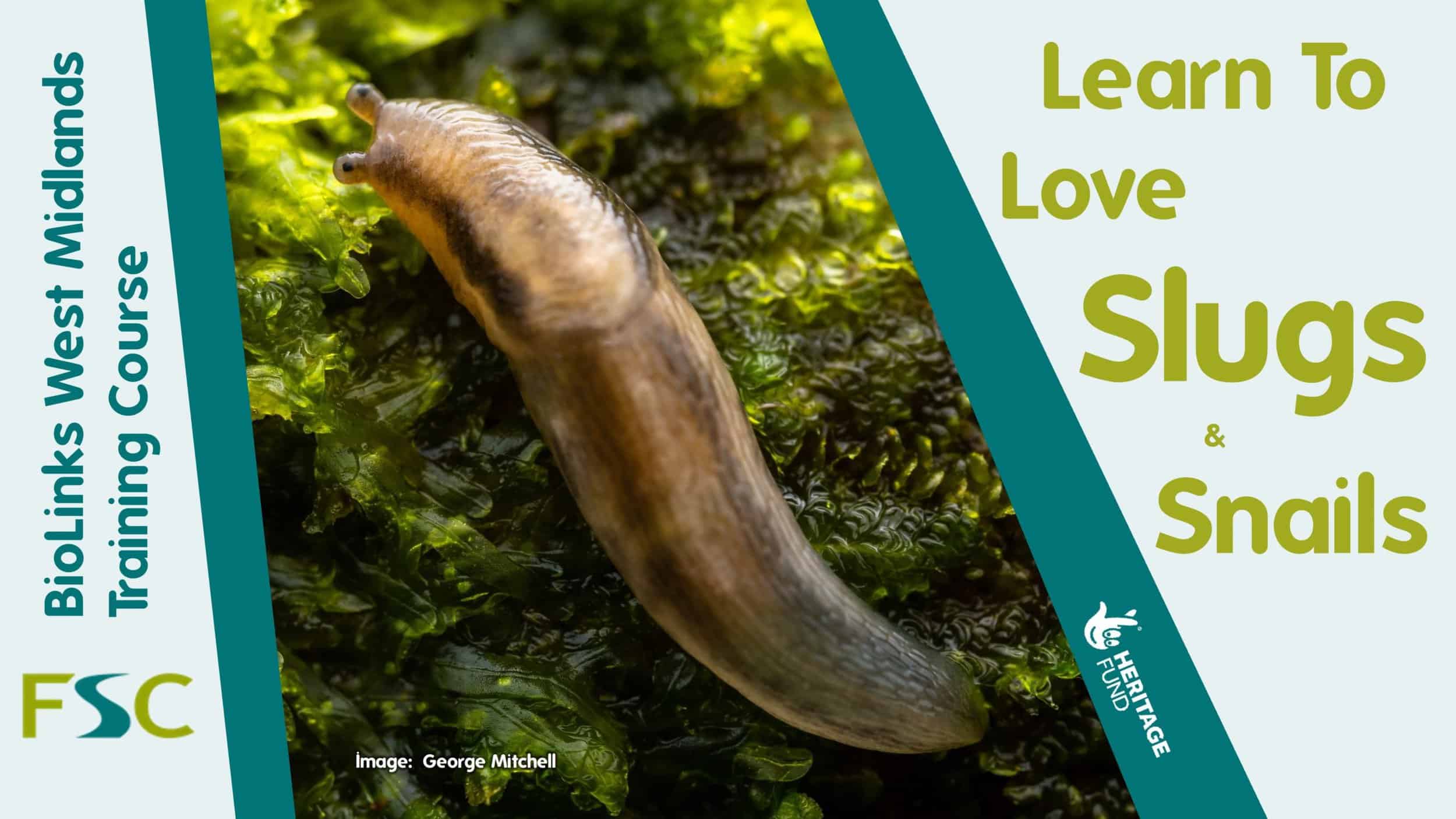 Learn to Love Slugs and Snails Field Studies Council
