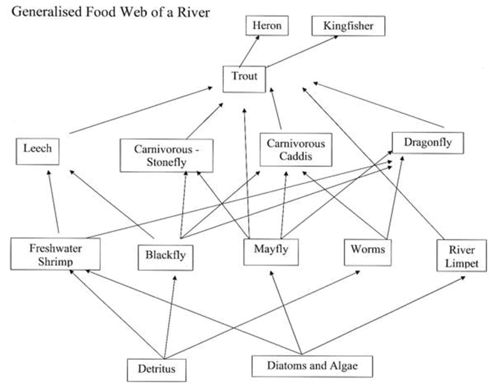 Freshwater Energetics โ Field Studies Council Biology Diagrams