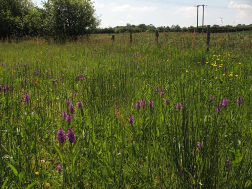 Southern marsh-orchids