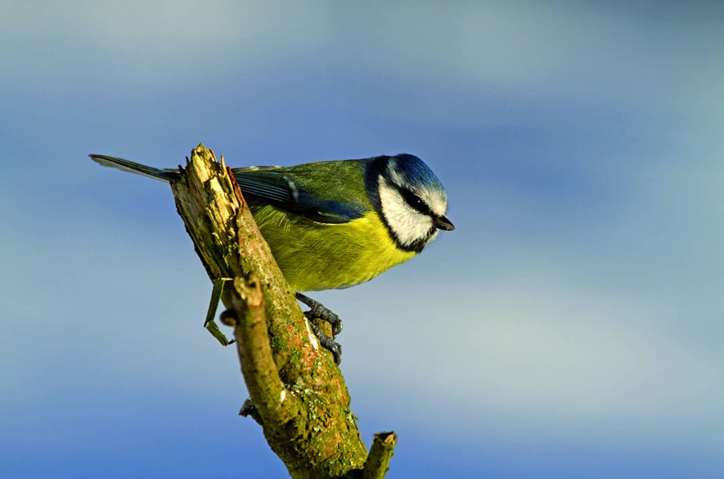 Field Ecology of Garden Birds - Tutor Example – Field Studies Council