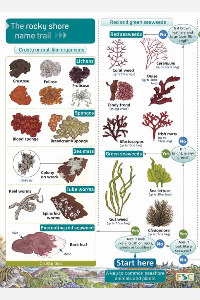 Rocky Shore ID guide