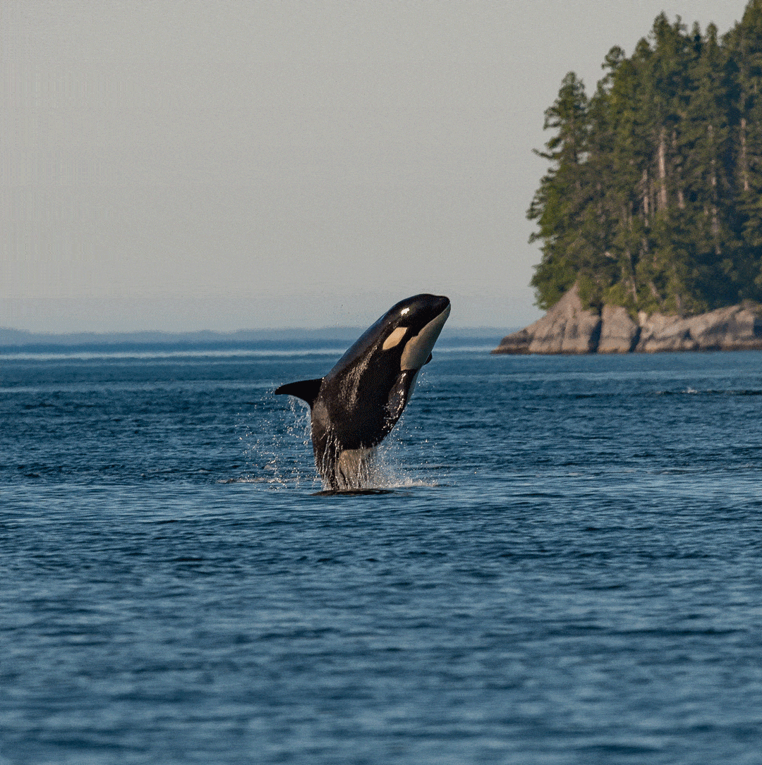 Orca jumping from the water. 