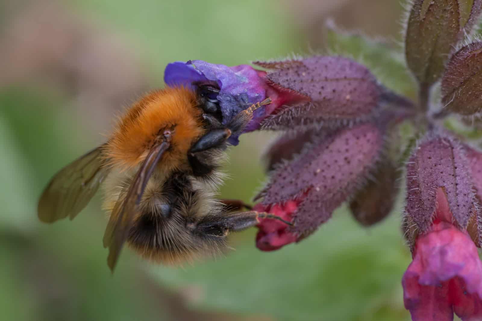 Tree Bee feeding