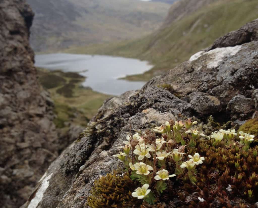 Tufted Saxifrage