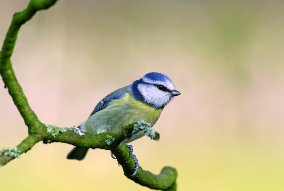 Garden Bird on a twig