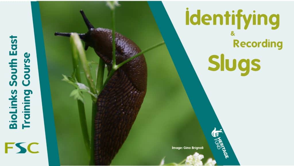 Identifying and Recording Slugs Field Studies Council