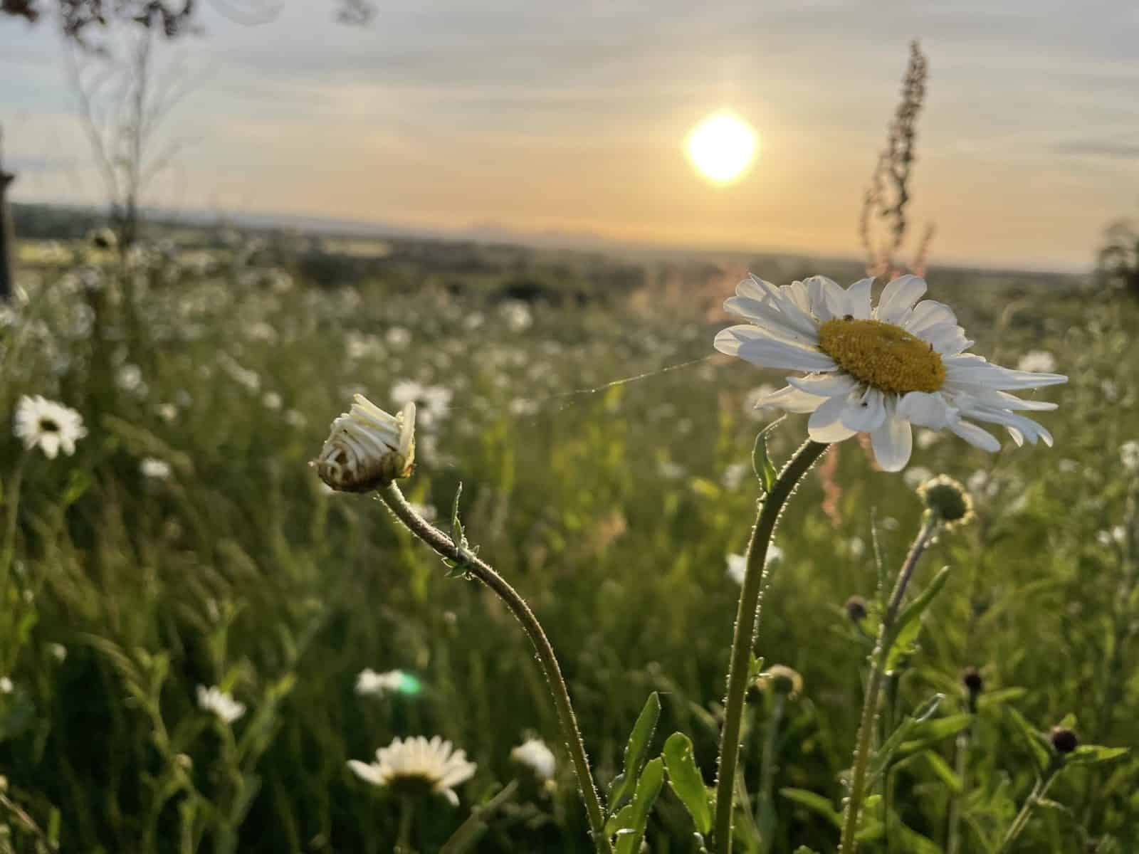 Wildflowers meadow in the evening sun
