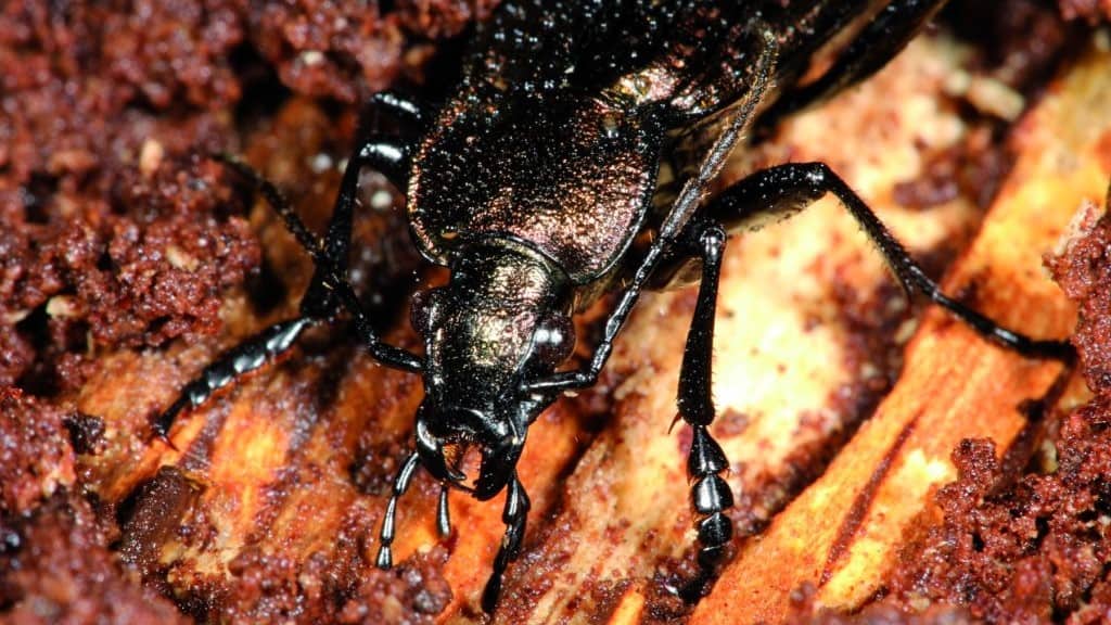 UK Species of Ground Beetle. Carabidae.
